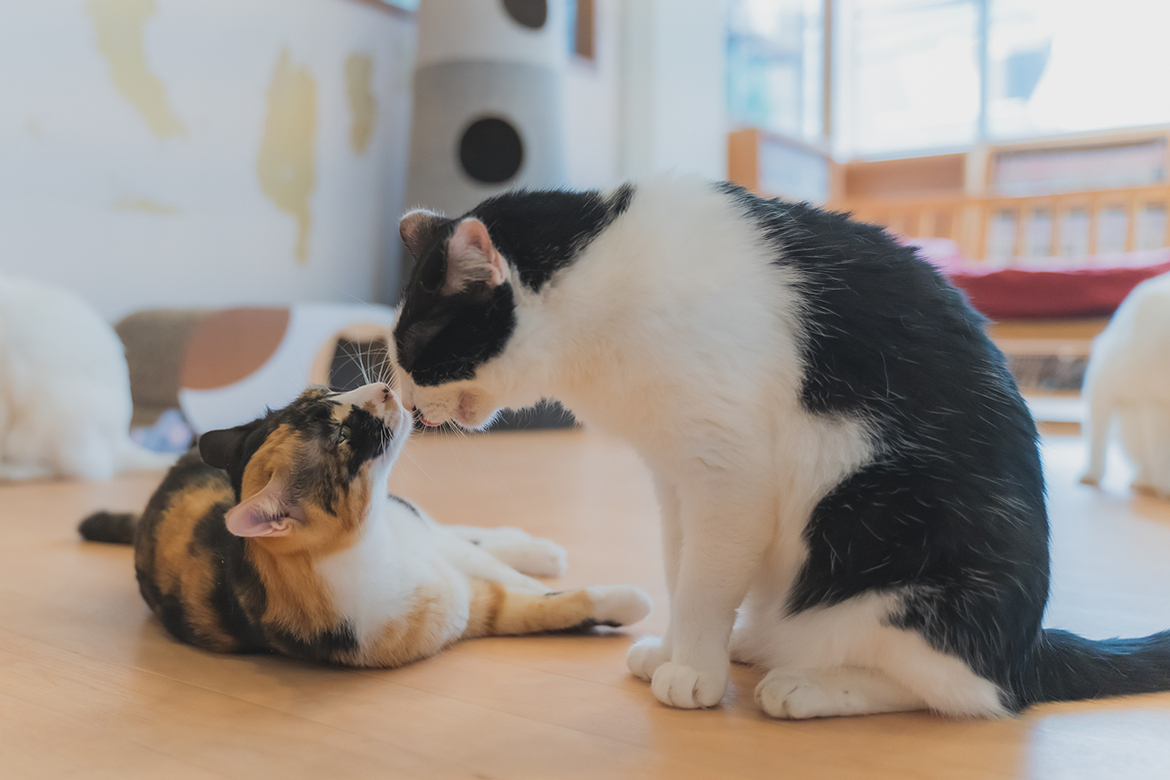 Zwei Katzen schnuppern aneinander.