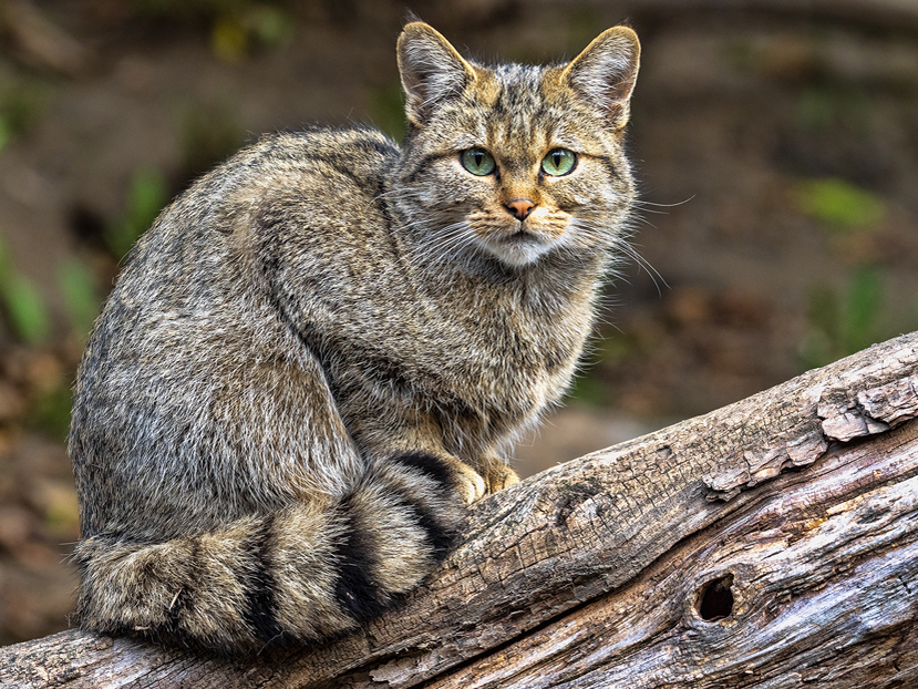 Eine europäische Wildkatze sitzt auf einem Baumstamm.