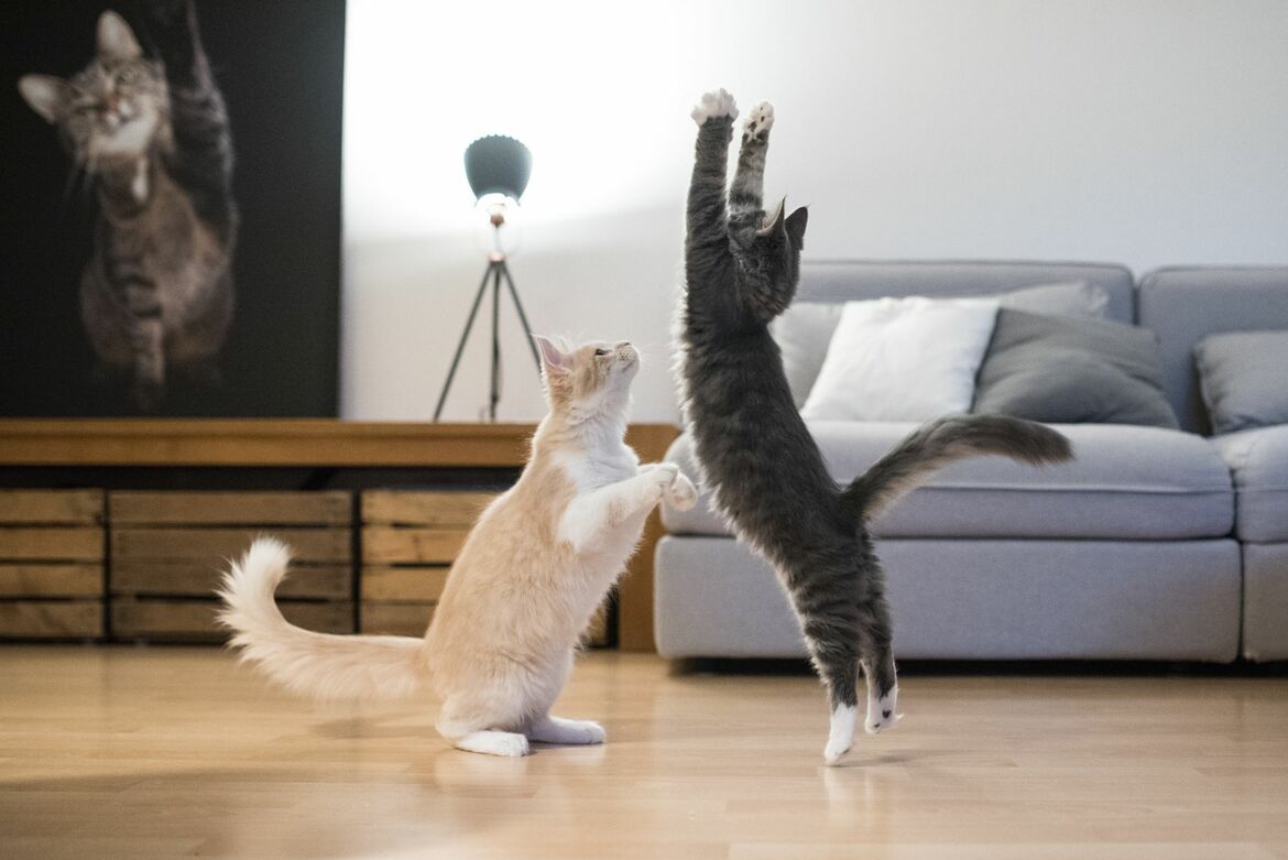 Wie hoch können Katzen springen? | Miamor