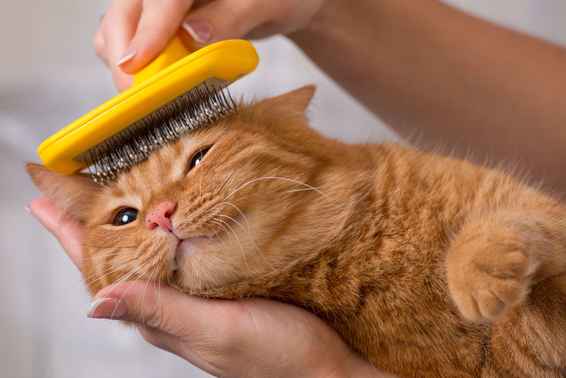Eine Katze wird gebürstet und sieht dabei zufrieden aus.