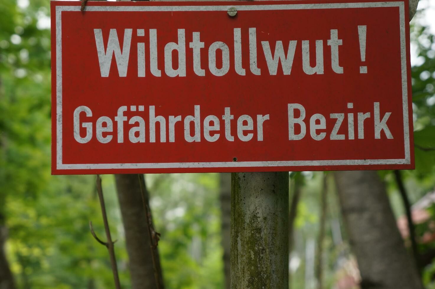 Ein rotes Schild warnt mit weißer Schrift vor Wildtollwut.