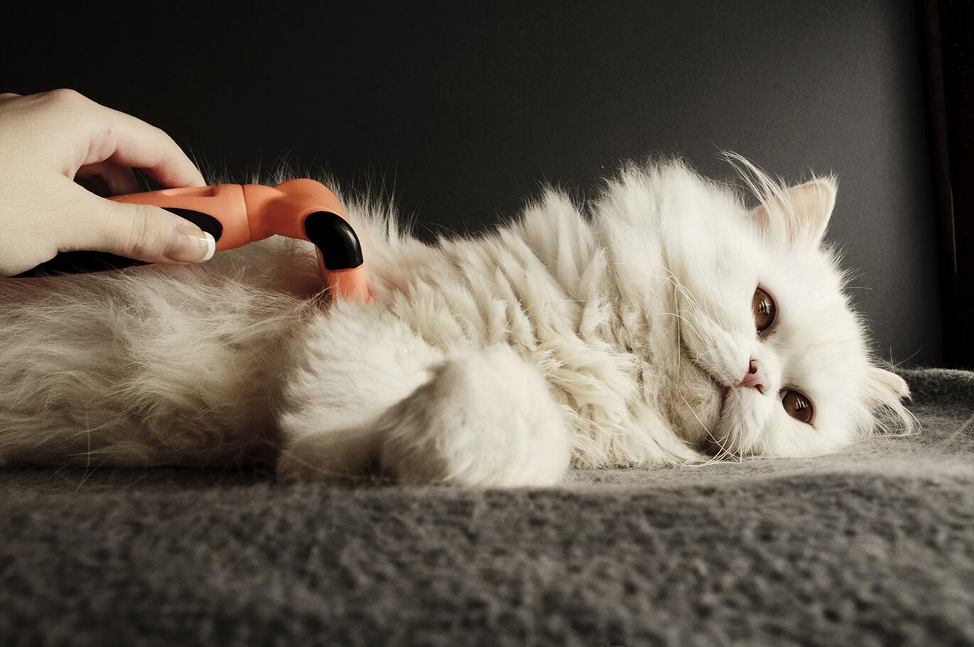 Eine Hand bürstet eine langhaarige auf der Seite liegende Katze.