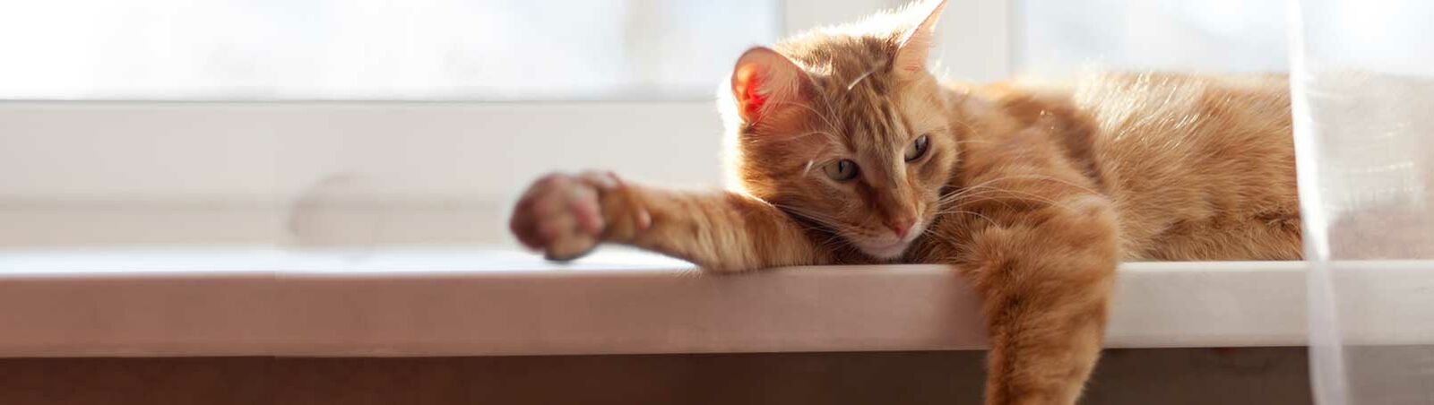 Eine Katze liegt gelangweilt auf der Fensterbank.