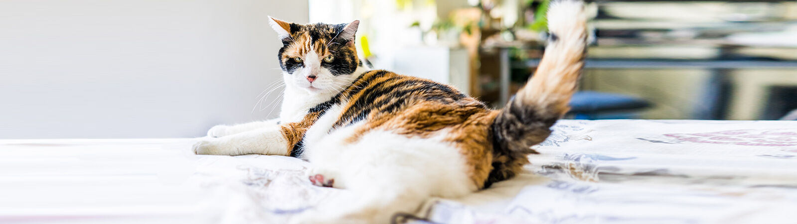 Rollige Katze schaut in die Kamera.