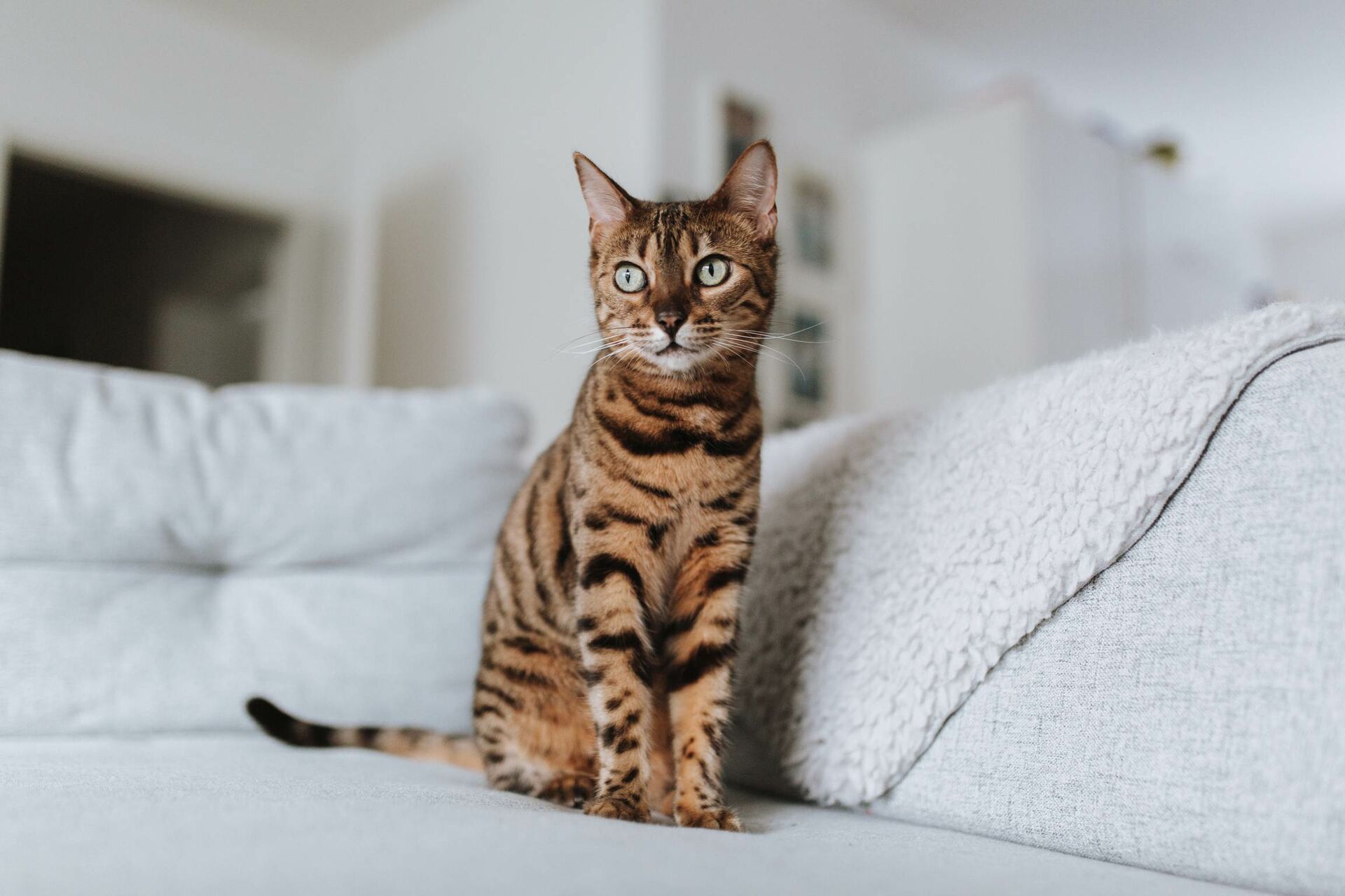 Eine Bengalkatze sitzt auf einem Sofa.