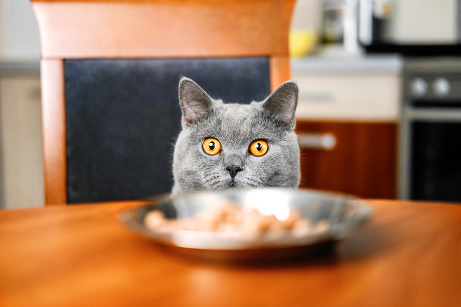 Eine Katze sitzt auf einem Stuhl am Esstisch und schaut über einen Teller mit Futter hinweg in die Kamera. 