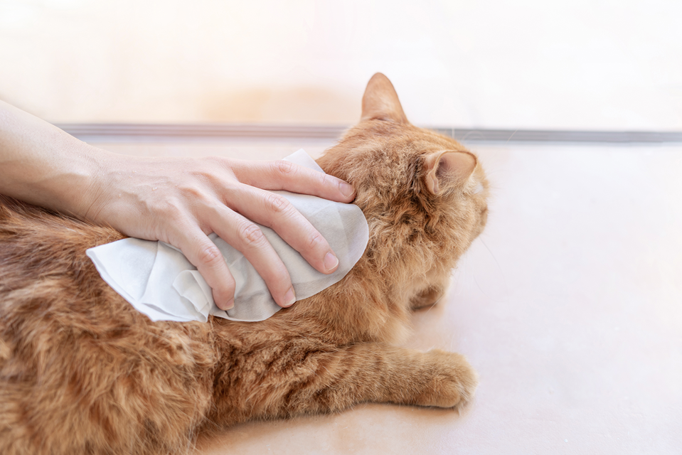 Eine Hand reinigt das Fell einer Katze mit einem Lappen.