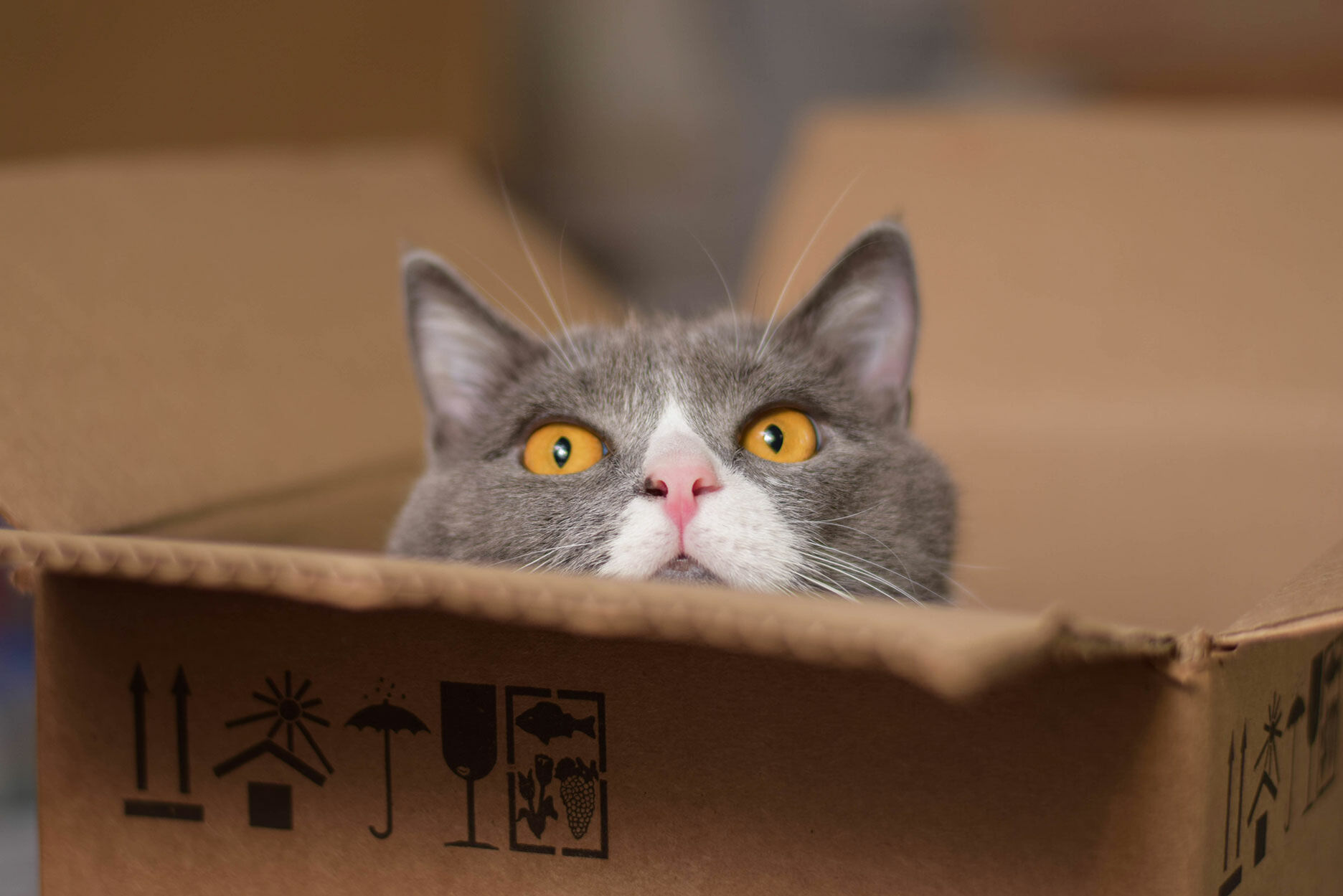 Der Kopf einer Katze schaut aus einem Karton.