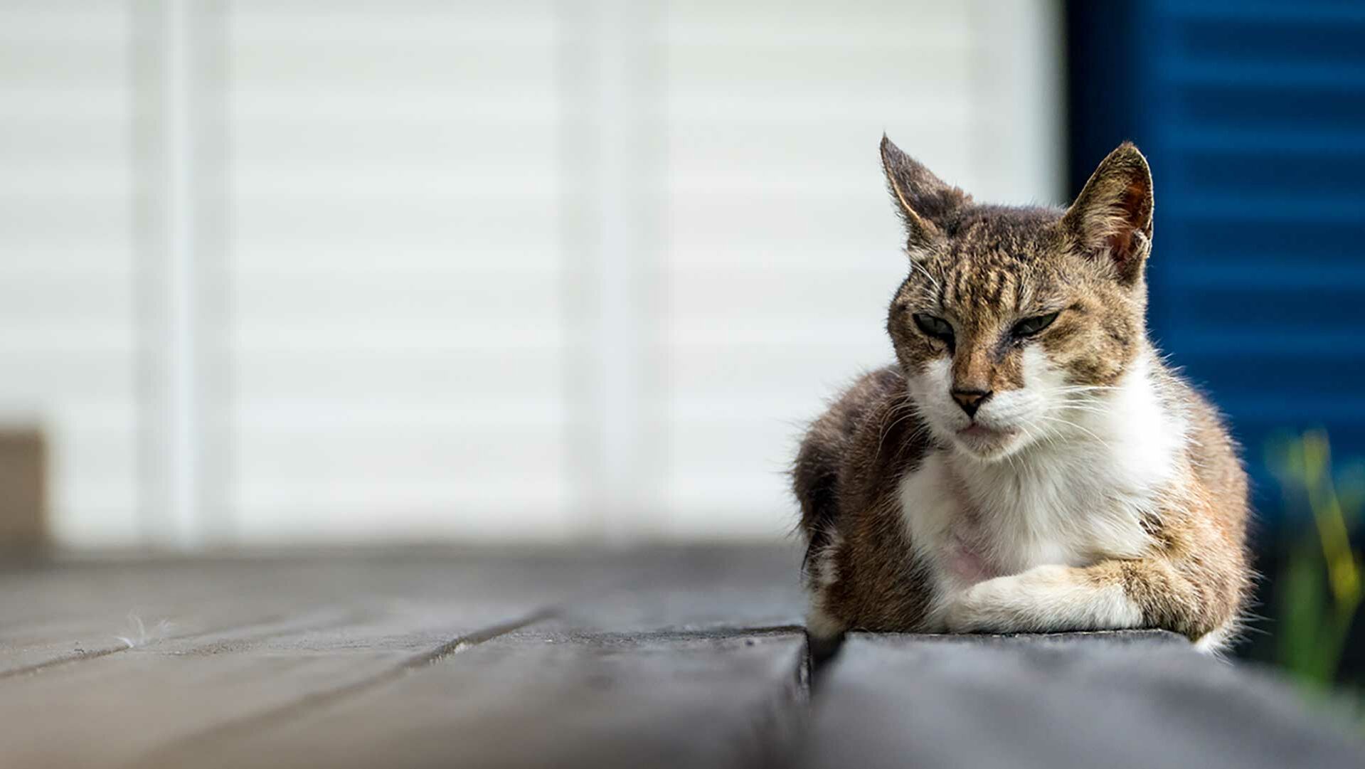 Eine ältere Katze liegt auf einem hölzernen Untergrund.