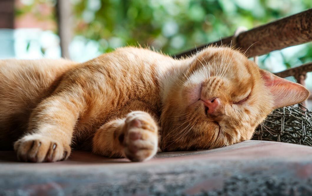 Eine Katze liegt schlafend mit ausgestreckten Pfoten dar.