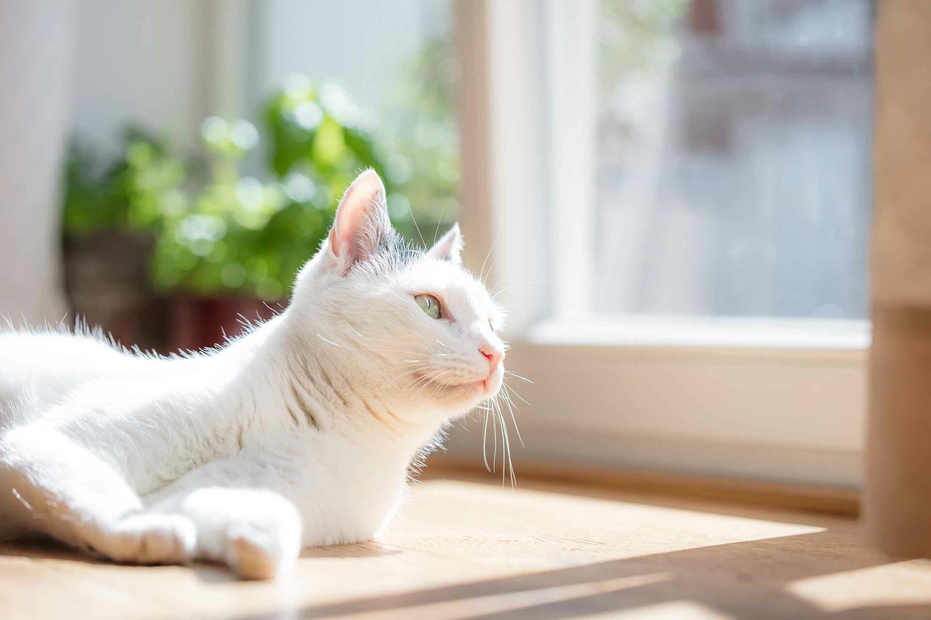 Katze schaut aus Fenster