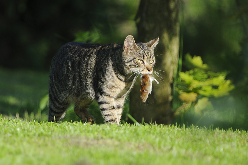 Katze hält ihre Beute fest im Maul.