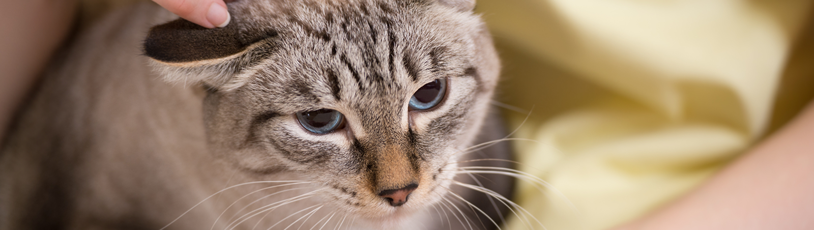 Zwei Arme, die eine Katze halten und Leckerlis anbieten.