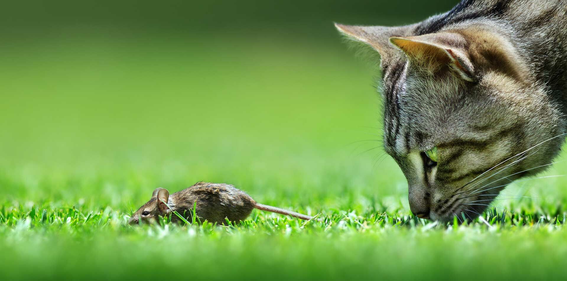 Ihre Katze bringt öfter eine Maus?