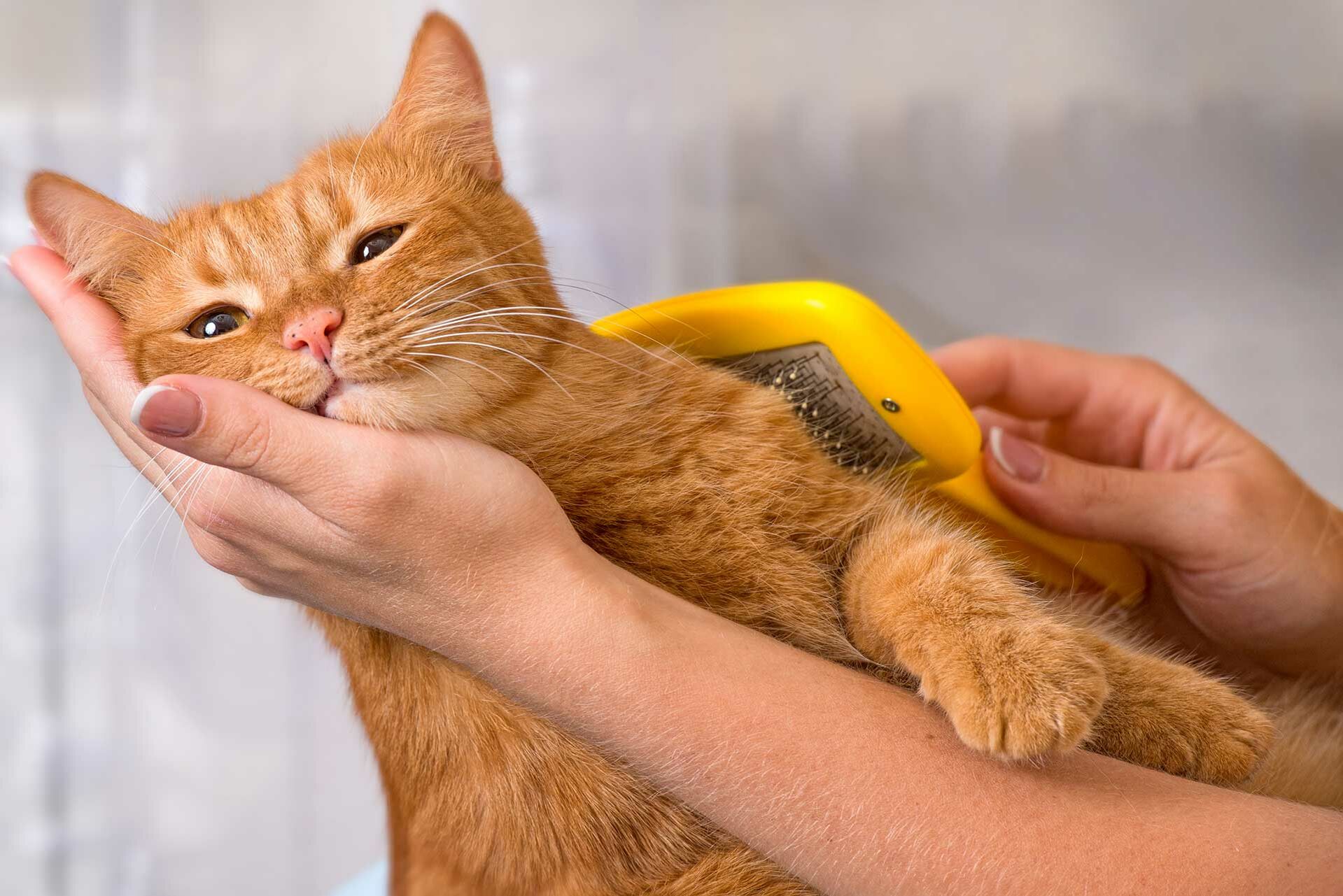 Eine Frau bürstet eine Katze mit einer Fellbürste.