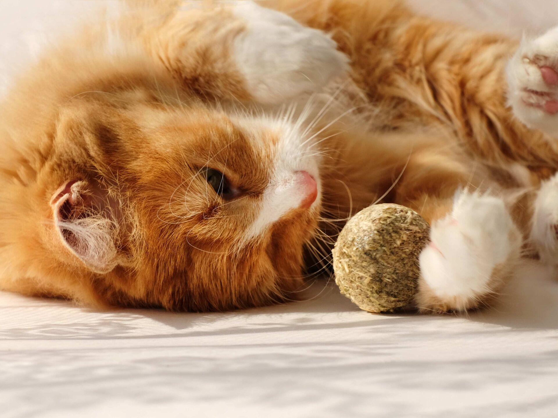 Die Katze beruhigen