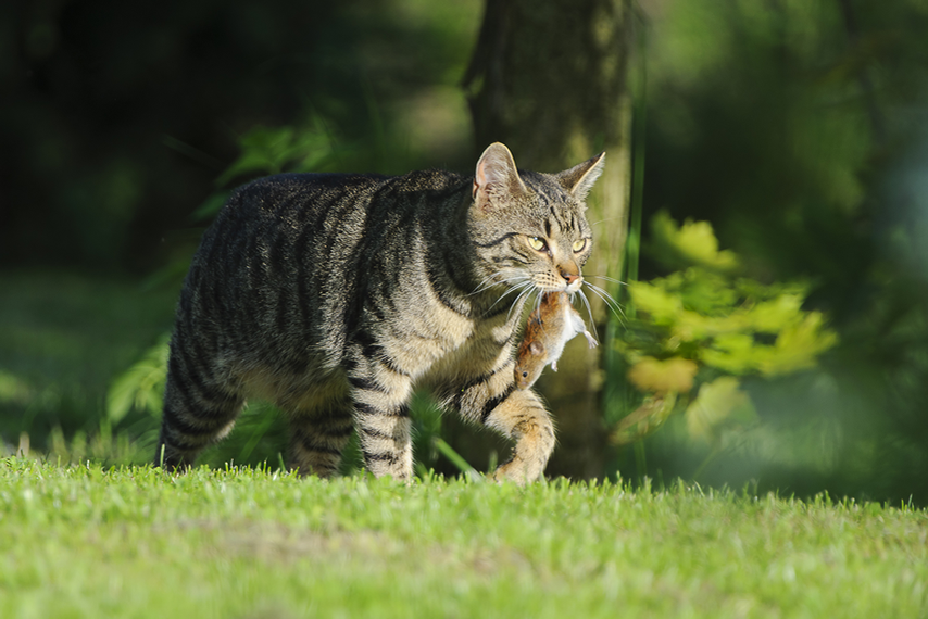 Eine Katze trägt ein Beutetier im Maul.