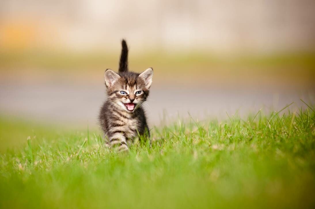 Kitten läuft miauend durchs Gras.