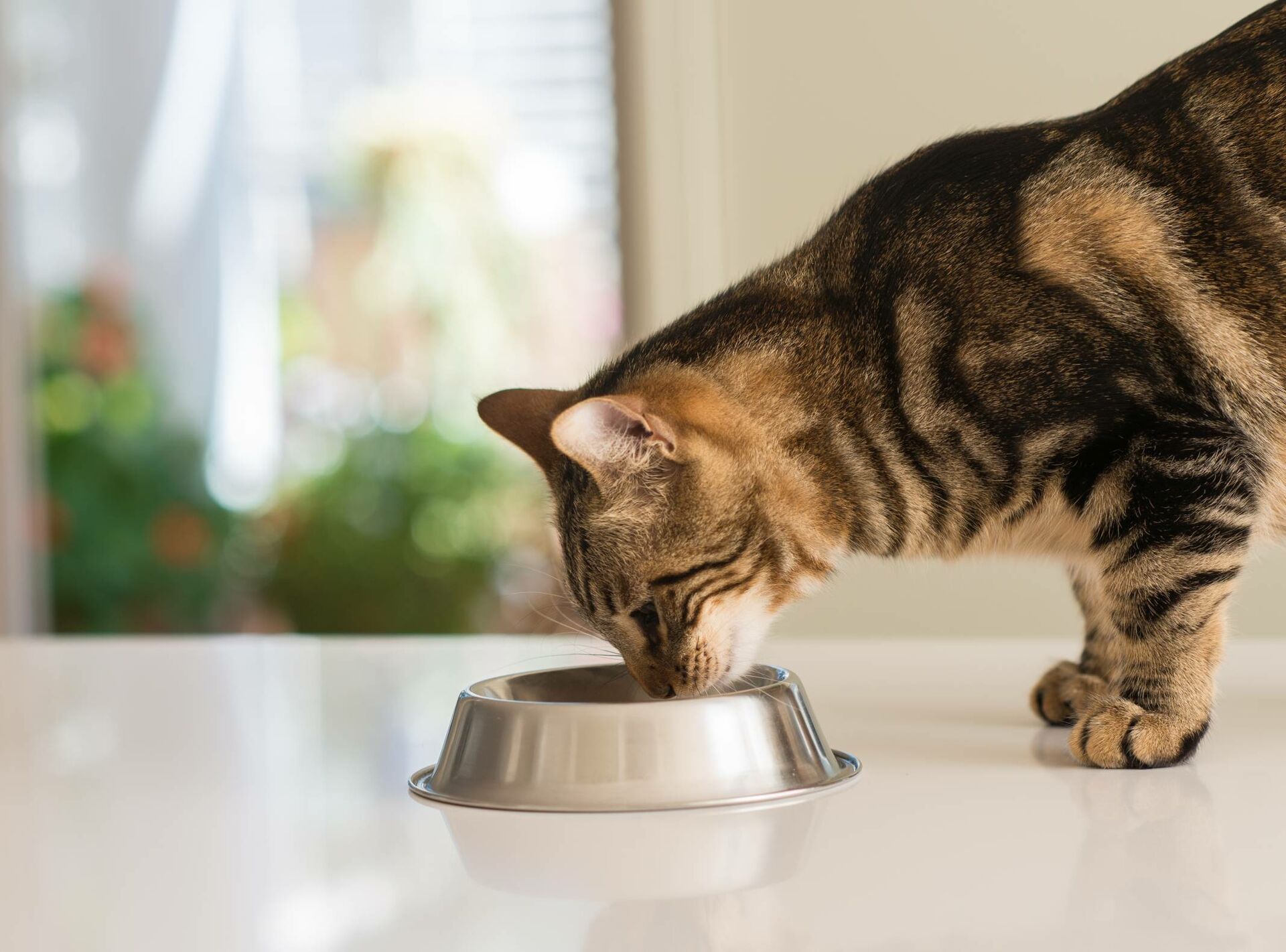 Fressende getigerte Katze von der Seite gesehen.