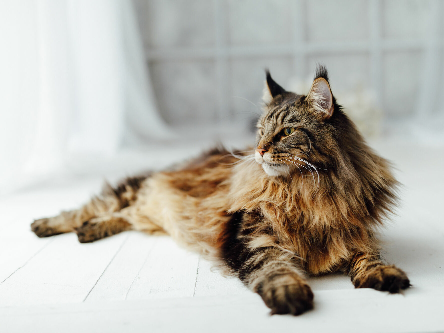 Rasseporträt: Maine Coon