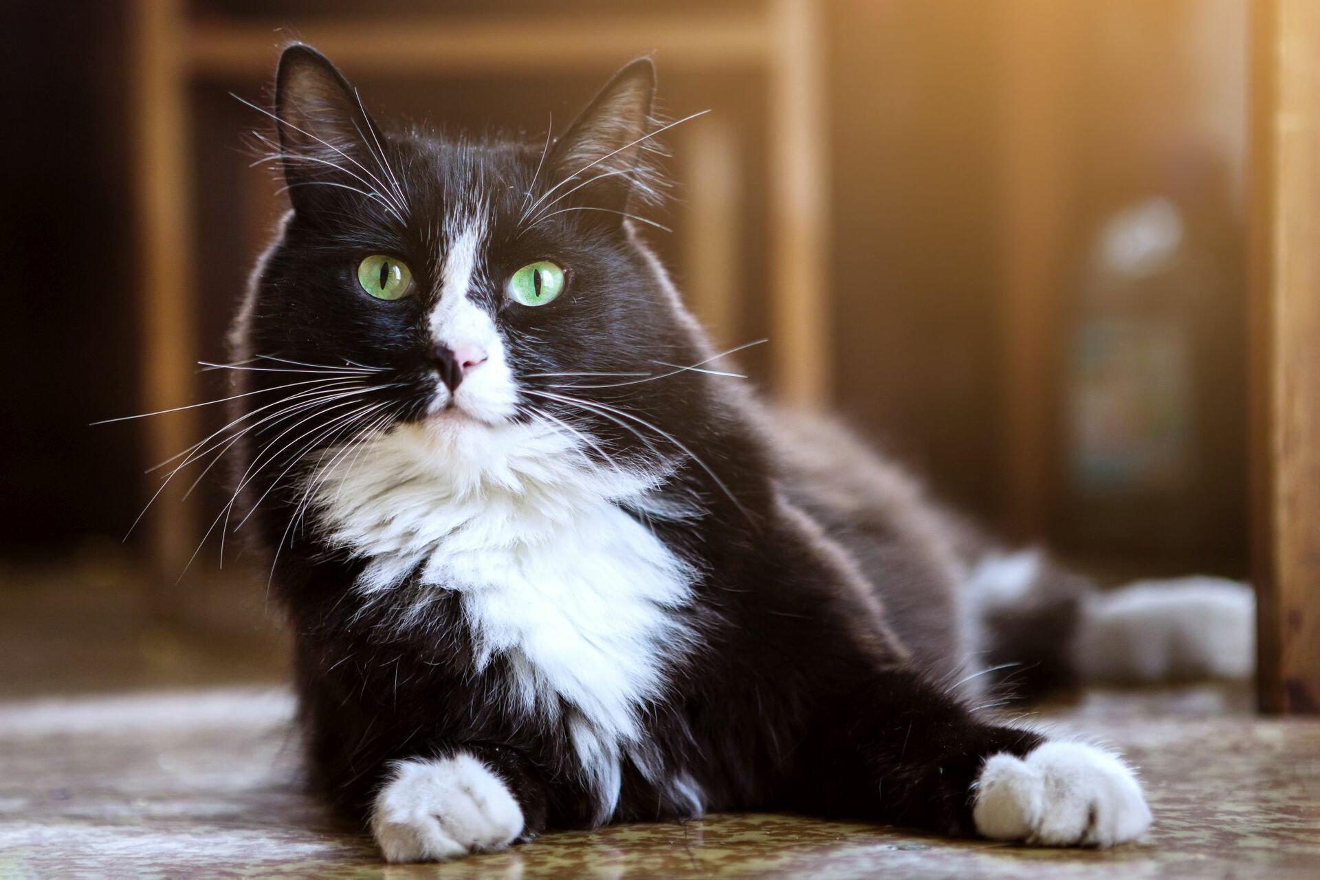 Dunkle Katzennase und Schnurrhaare in Nahaufnahme.