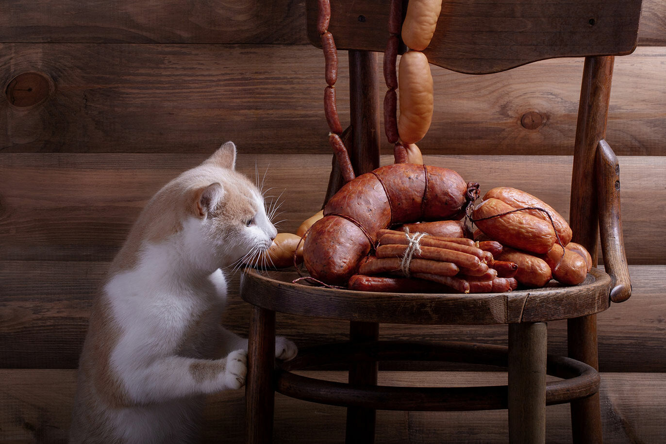 Katze schnuppert an Räucherwurst.