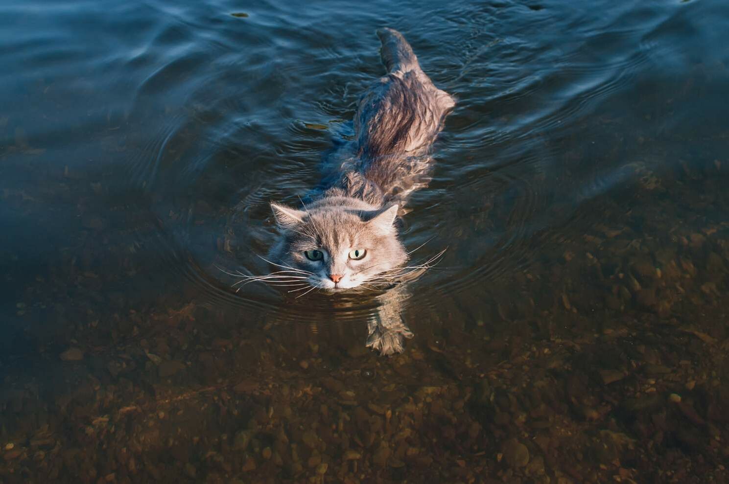 Eine Katze schwimmt im Wasser