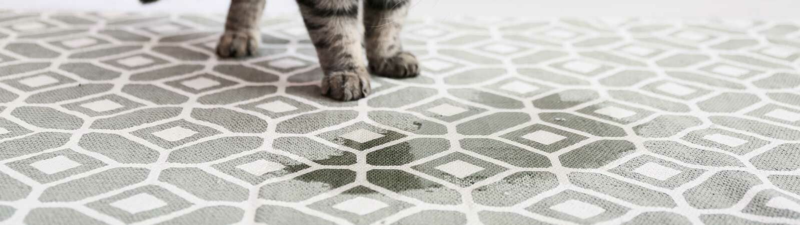 Eine Katze neben einem Fleck auf dem Teppich.