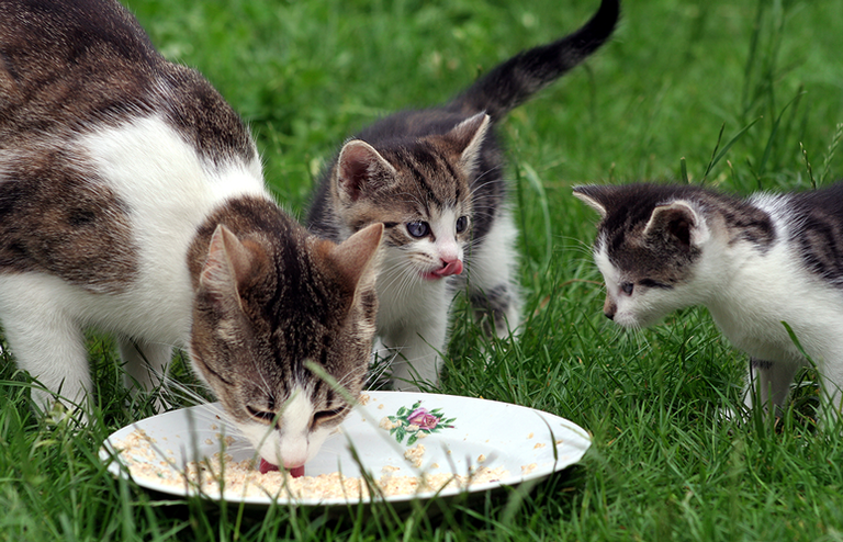 Hätten Sie`s gewusst? Fakten zur Tierfutterproduktion