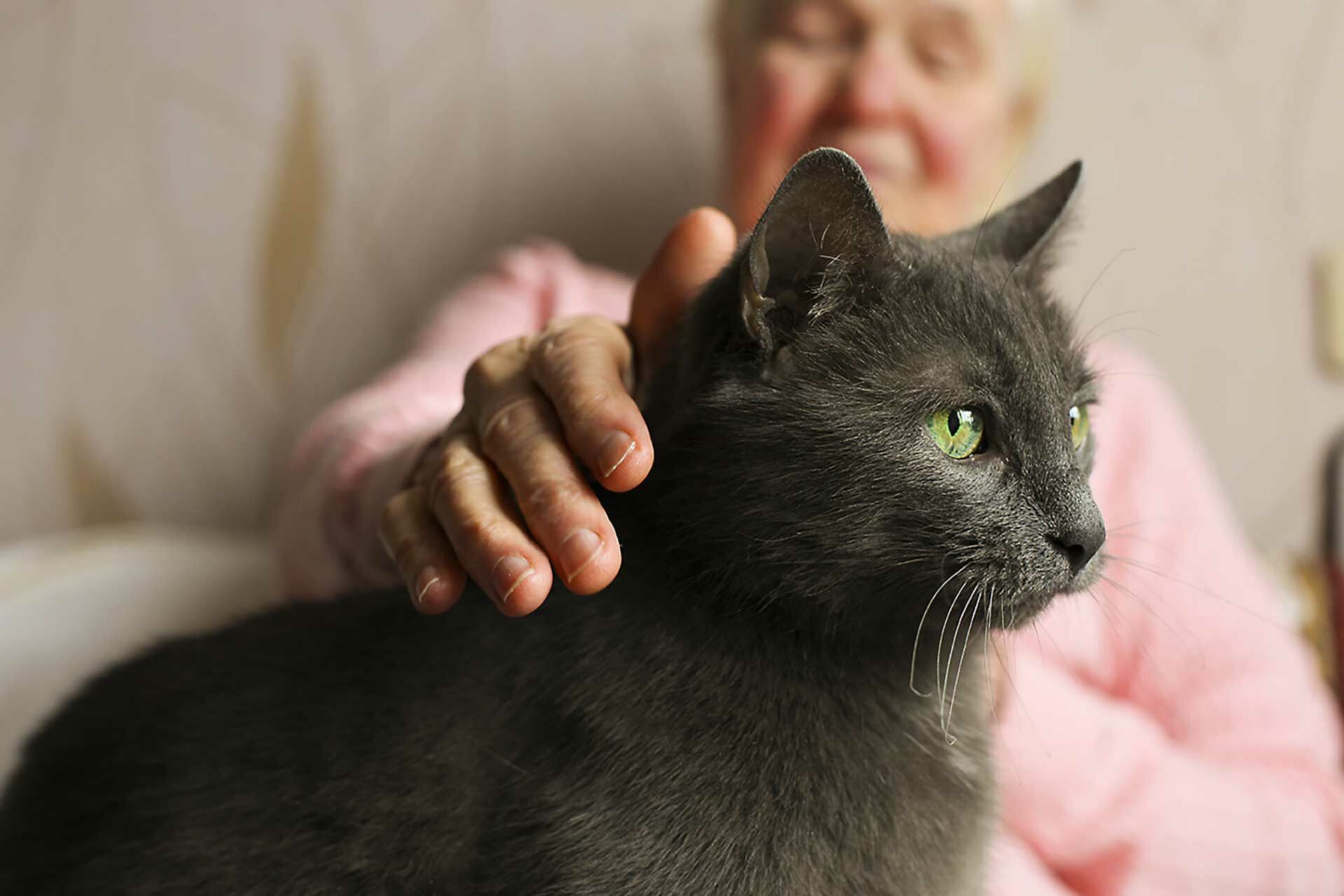 Eine schwarze Katze sitzt auf dem Schoß einer Seniorin. 