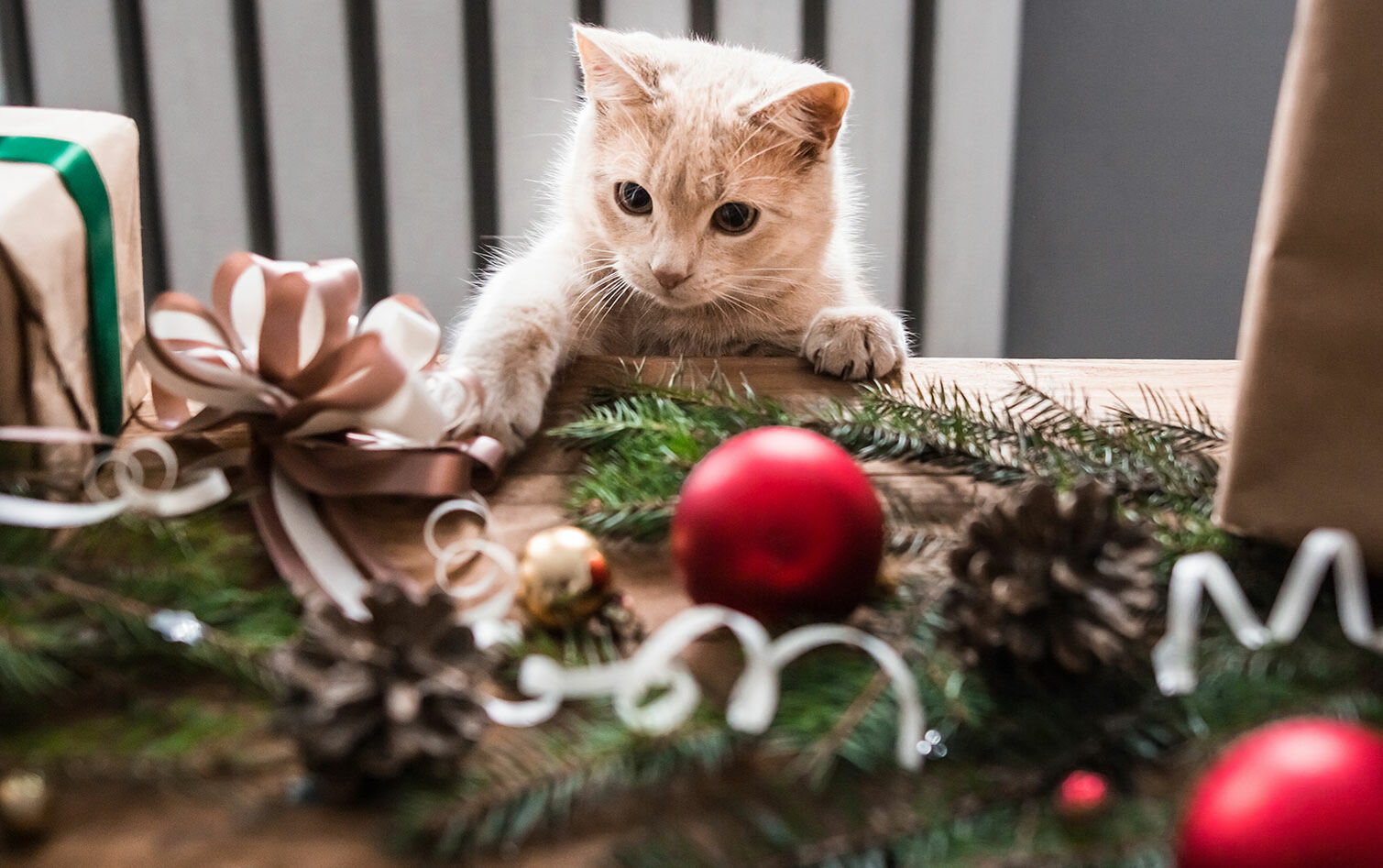 Katze spielt mit Weihnachtsschleife.