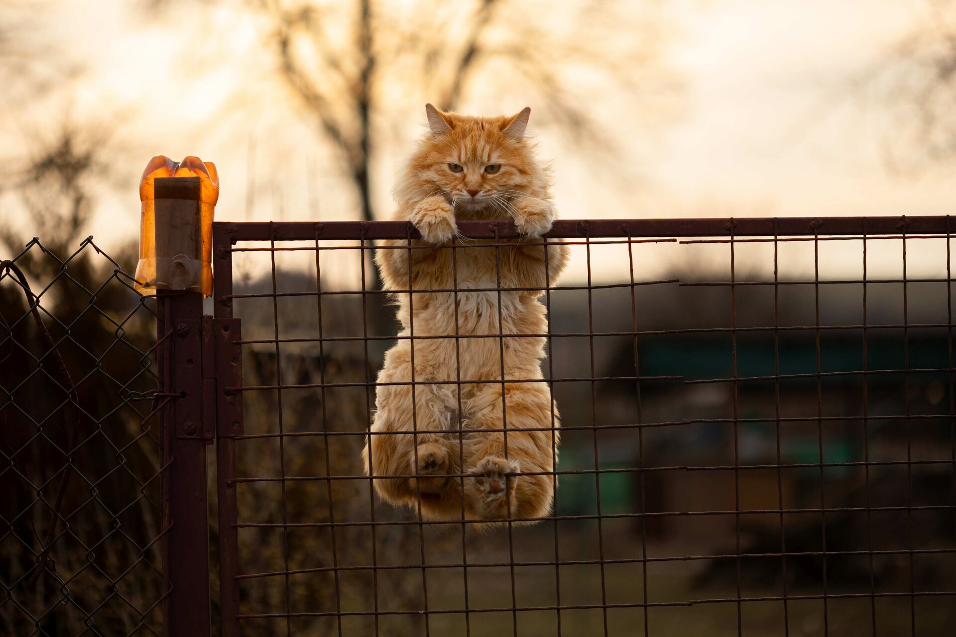 Katze versucht, über einen Gartenzaun zu klettern.