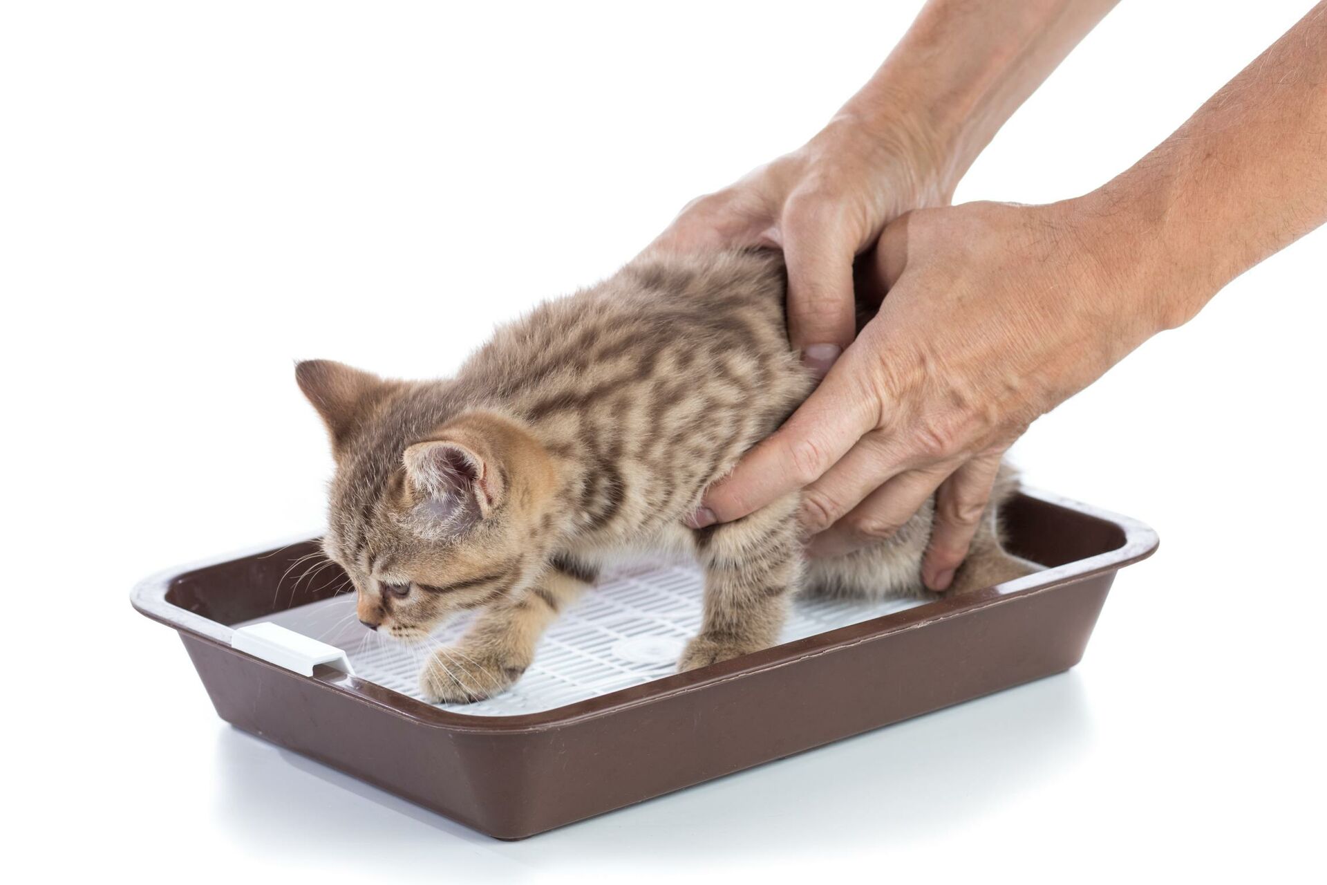 Eine Jungkatze wird mit zwei Händen in ein Katzenklo gesetzt.