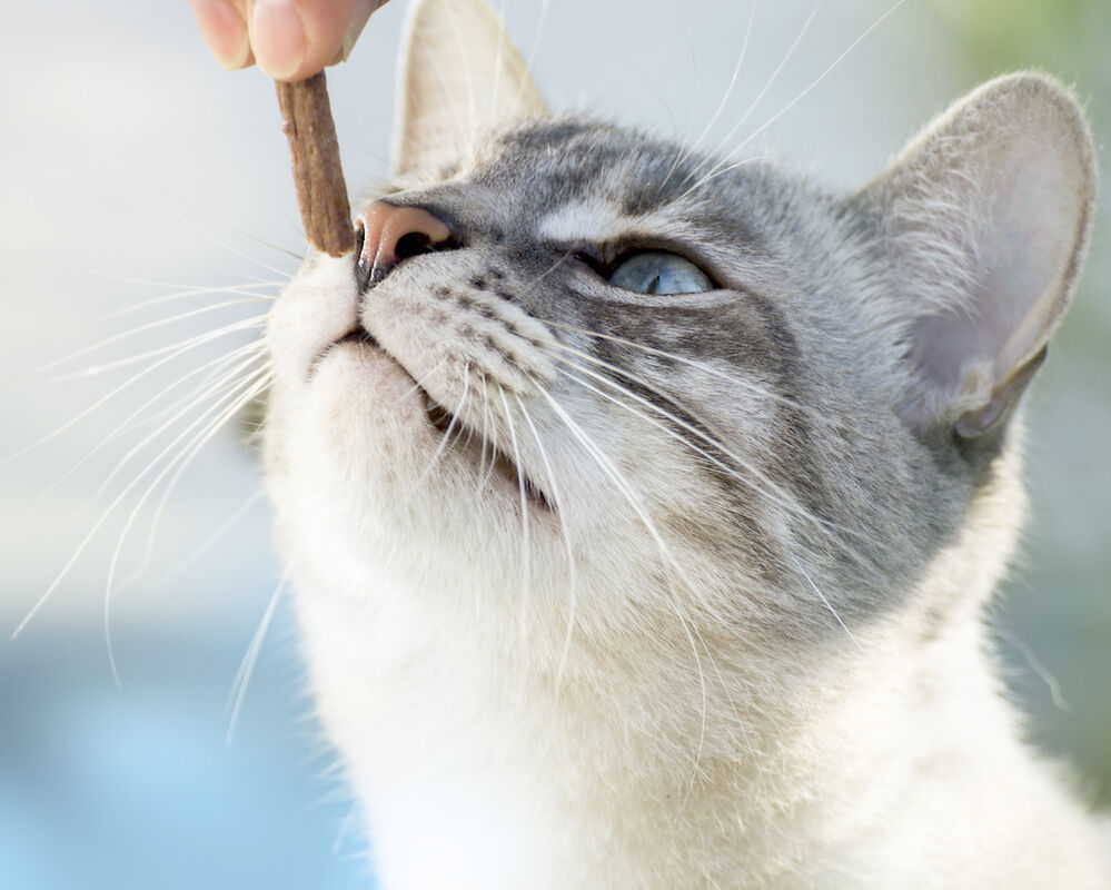 Was tun, wenn Ihre Katze nicht mehr frisst?