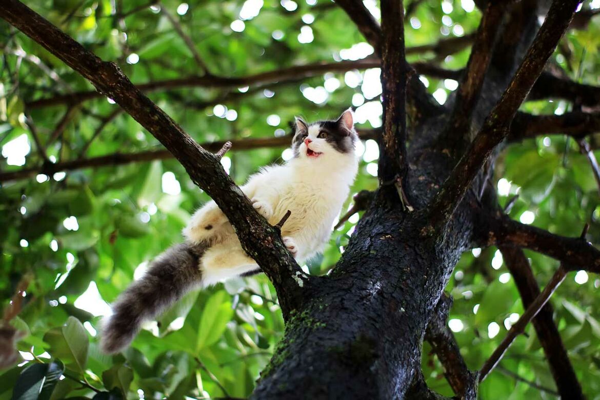 Wie kommt die Katze vom Baum?