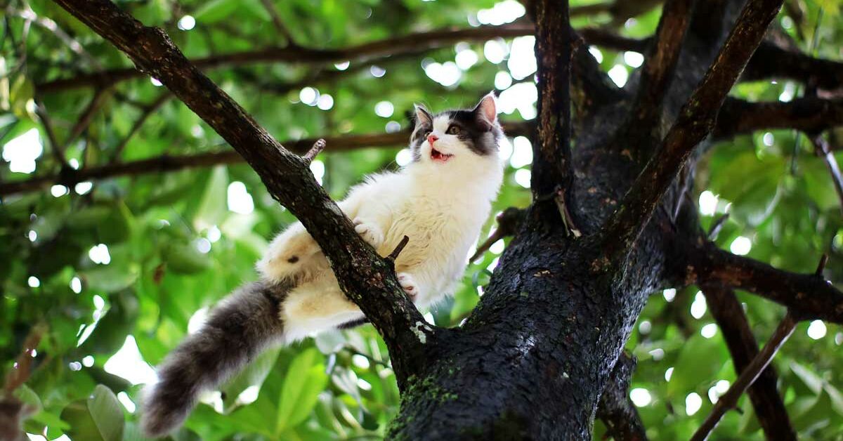 Katze Im Baum Was Tun