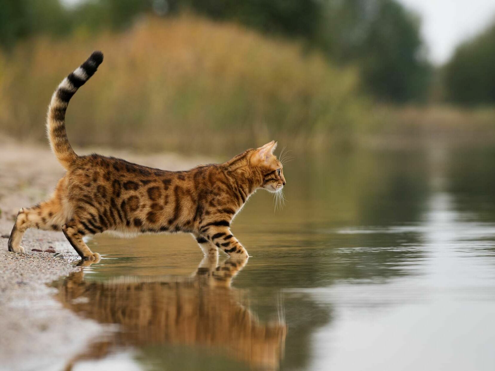 Bengalkatze – Wildkatze oder Haustiger?