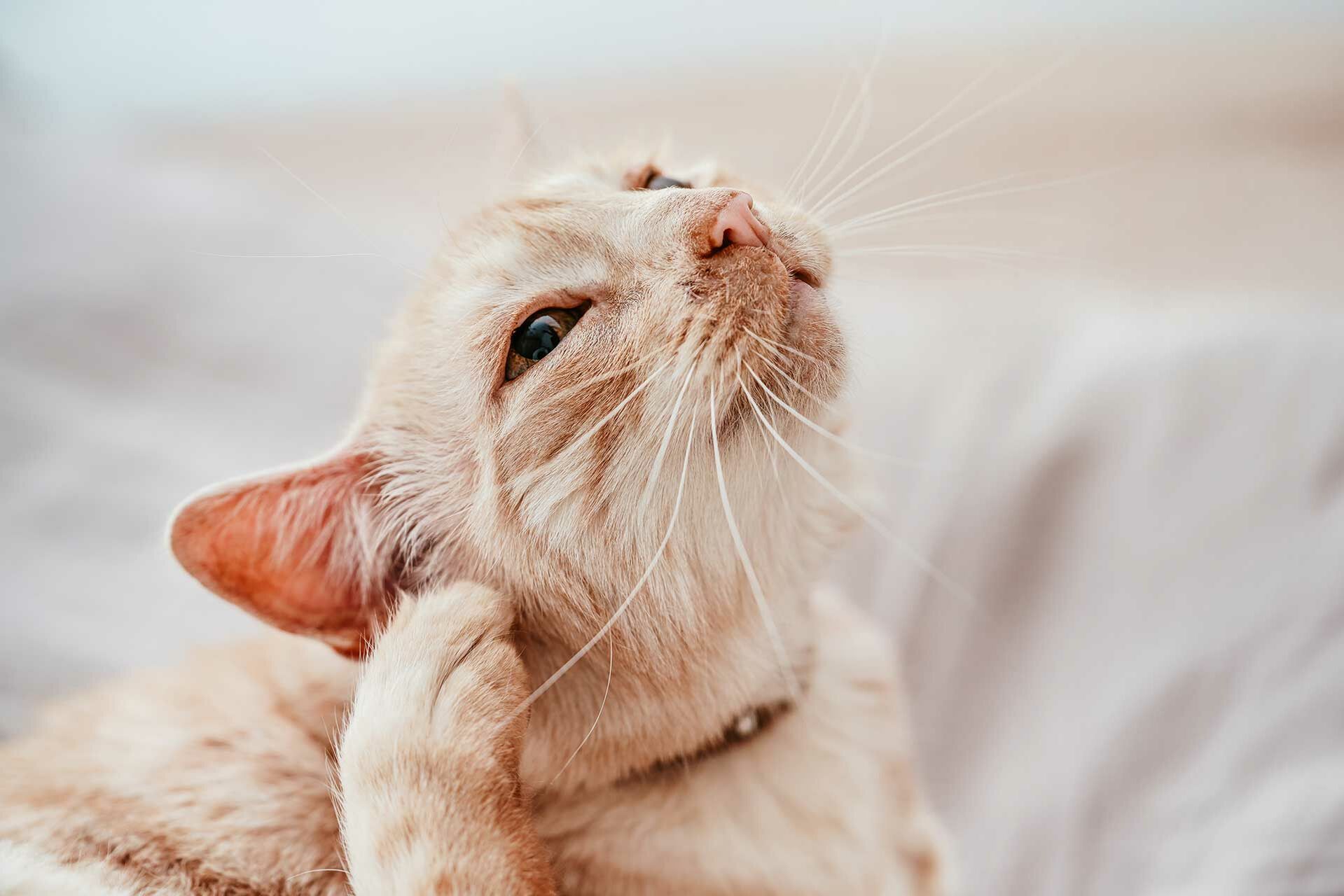 Eine Katze kratzt sich mit der Hinterpfote am Ohr.