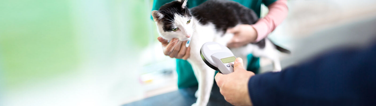 Tierarzt liest bei einer Katze den Mikrochip aus.
