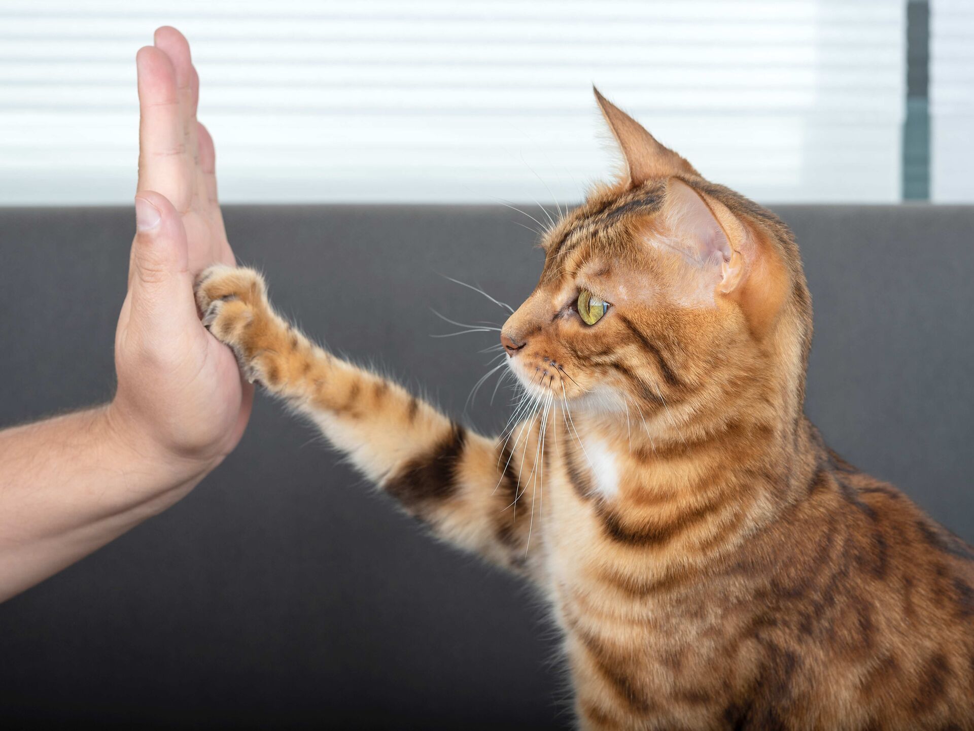 Clickertraining für Katzen