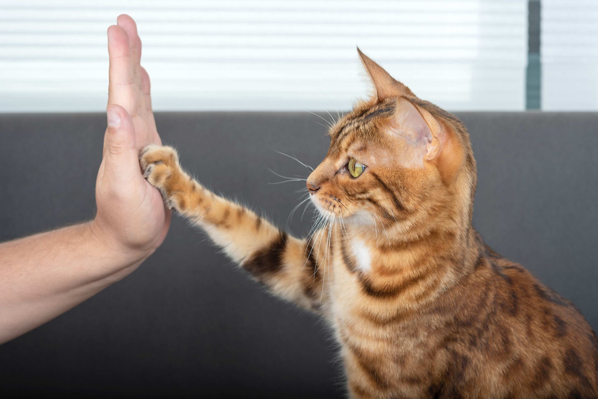 Getigerte Katze gibt ihrem Besitzer High five.