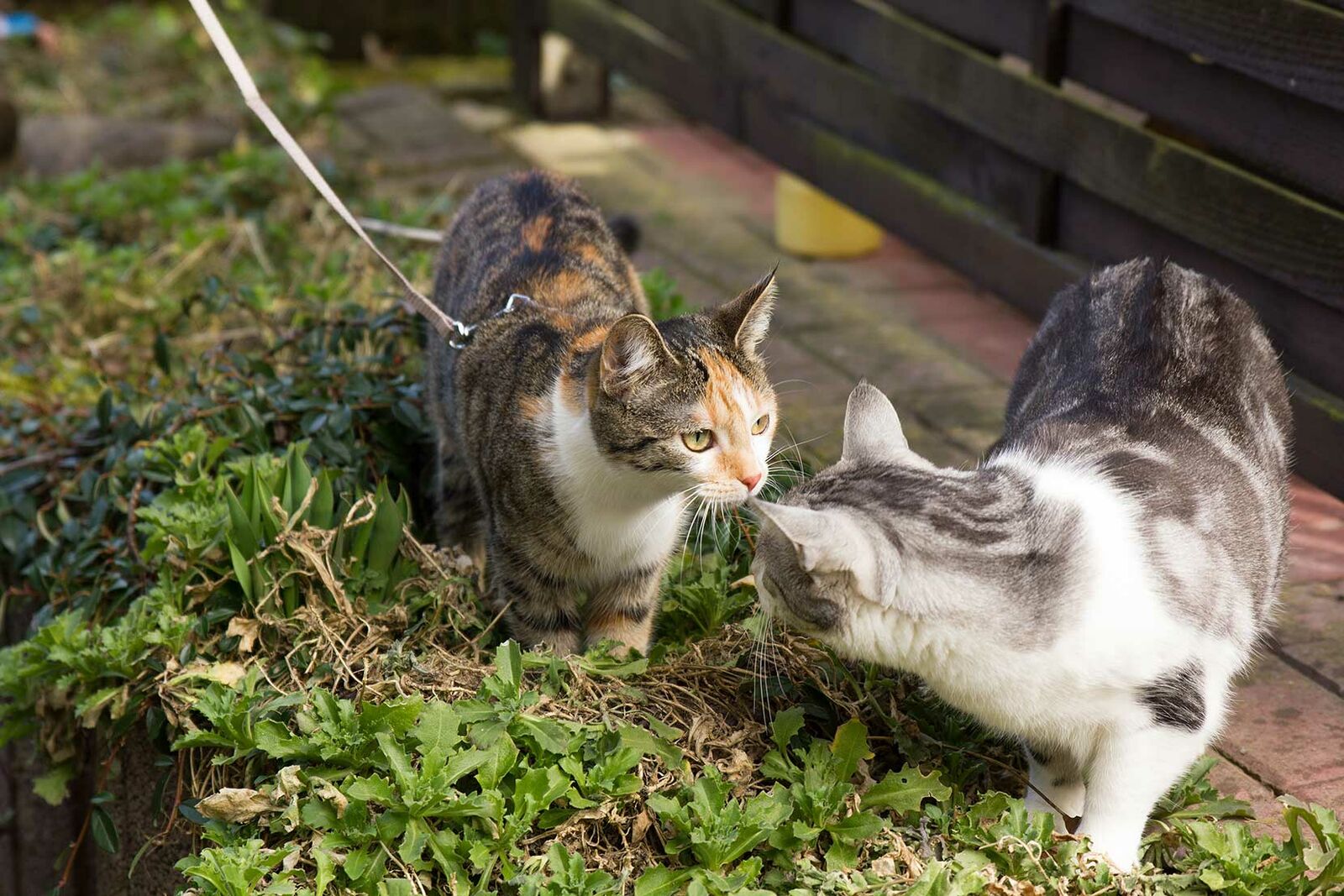 Katze an die Leine zum Spazierengehen? Miamor