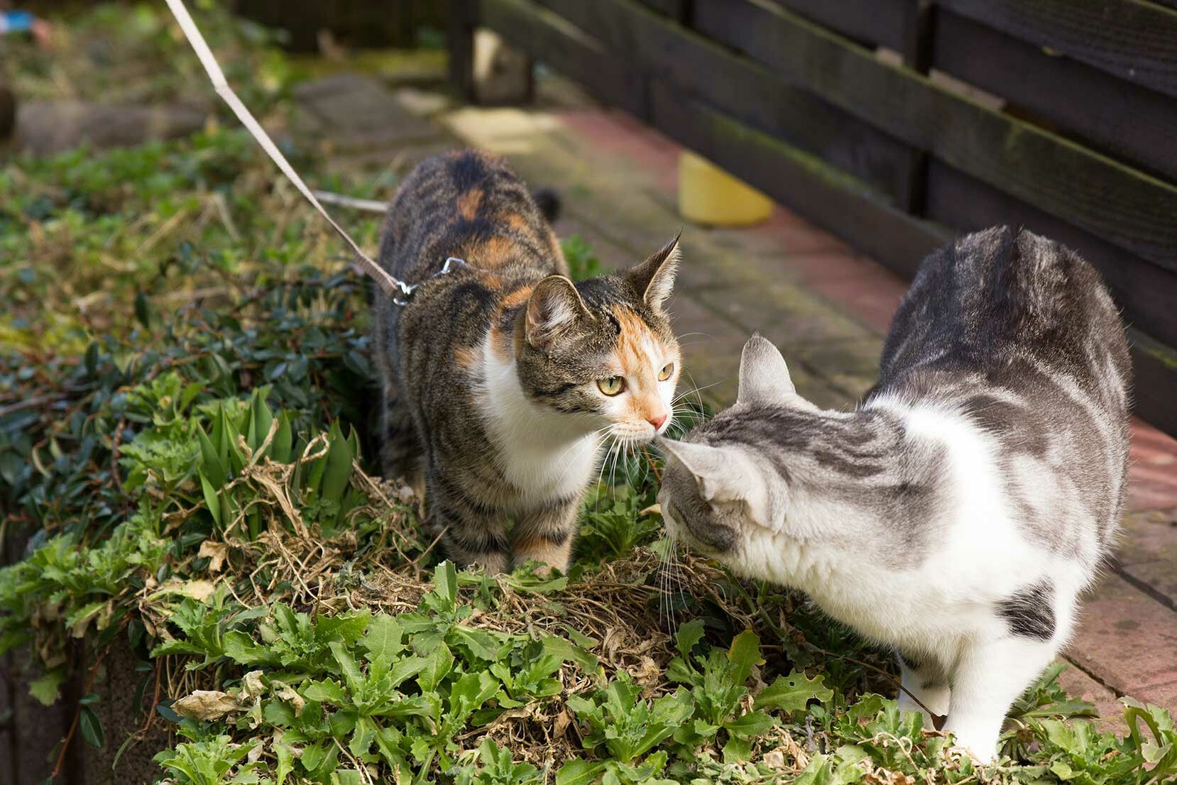 ei Katzen, die eine davon angeleint, beschnuppern sich.