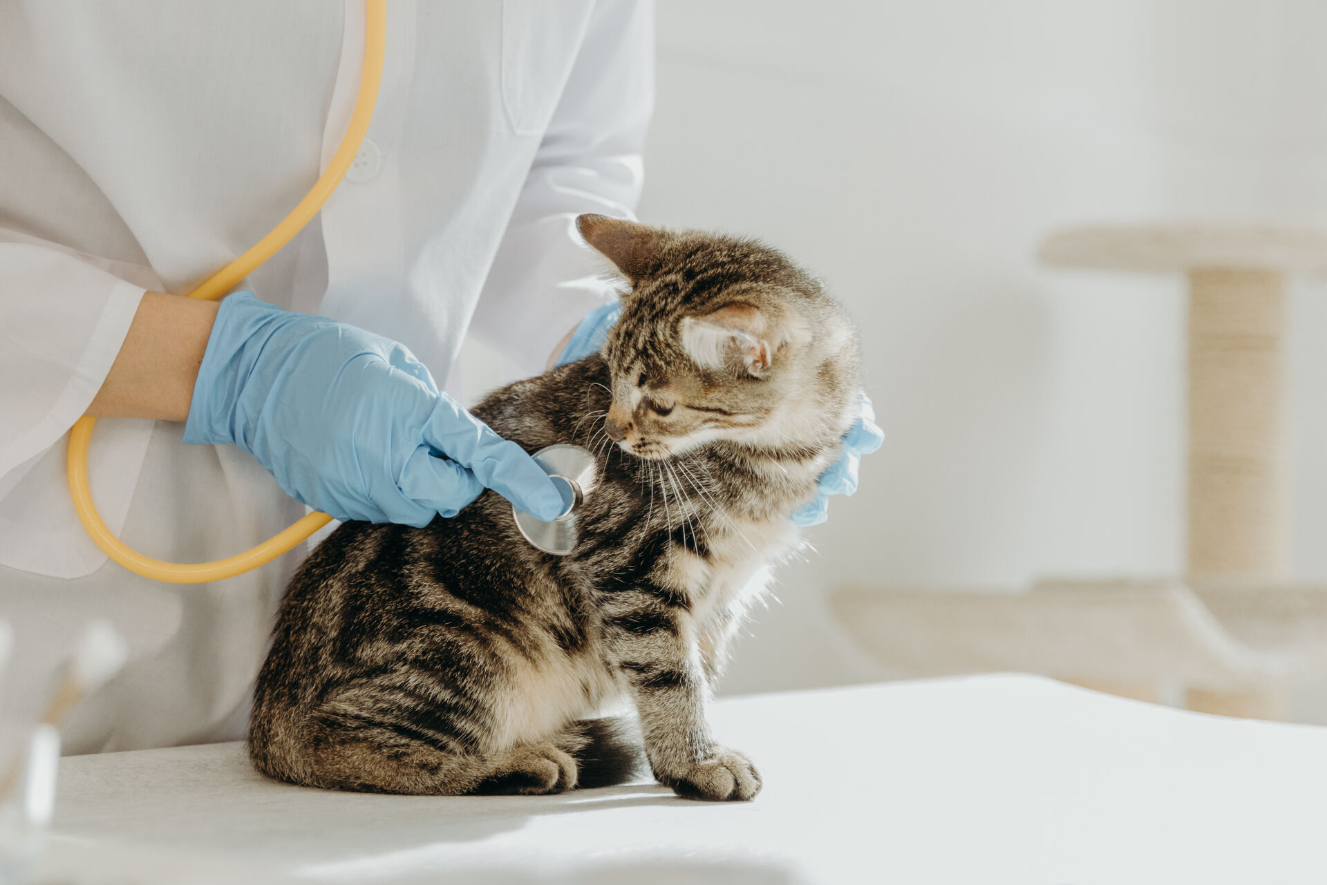 Ein Tierarzt untersucht eine junge Katze mit einem Stethoskop.