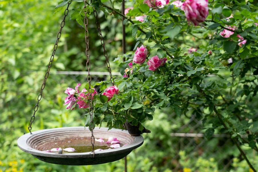 Amsel sitzt auf einer Vogeltränke, die im blühenden Rosenbusch hängt