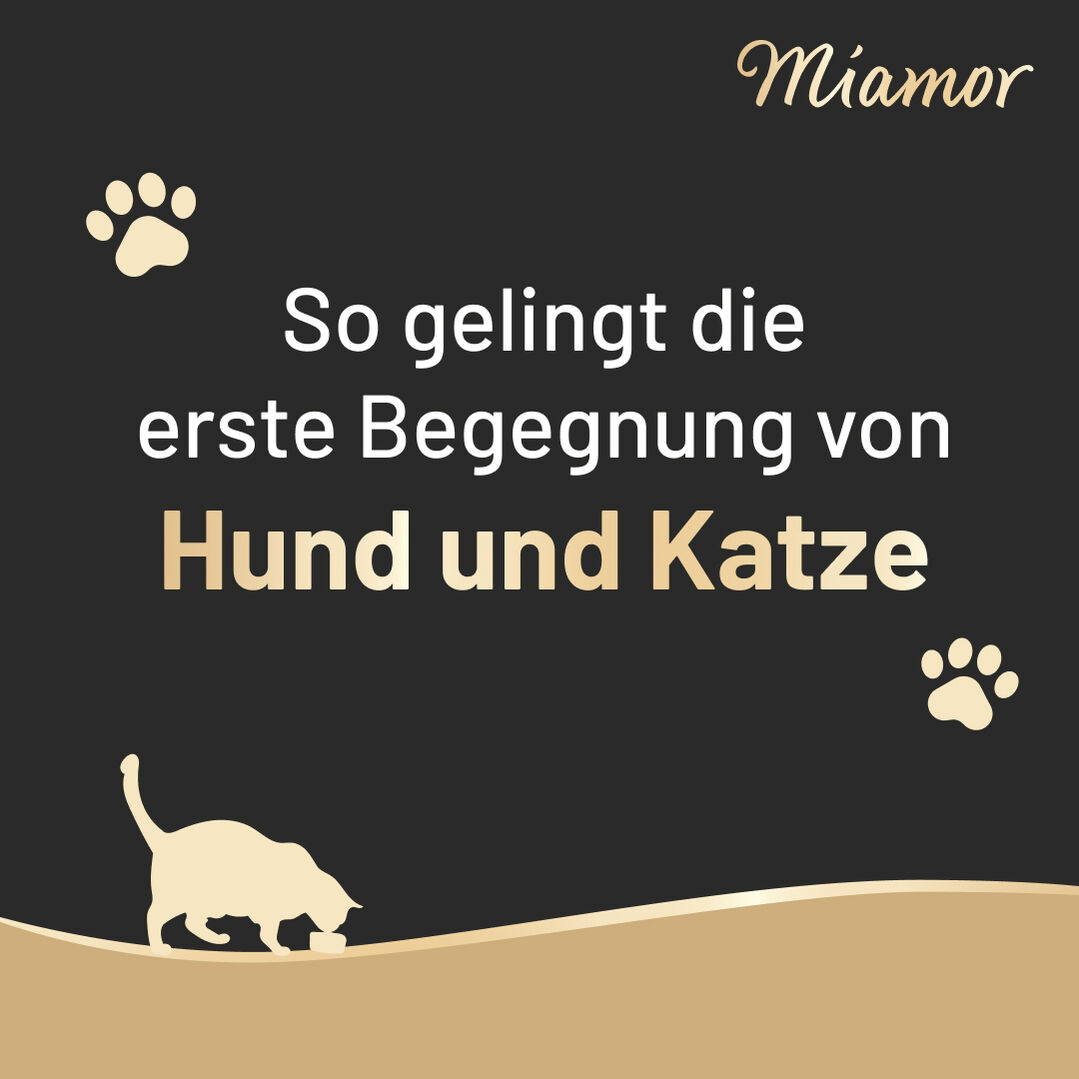 Slide 1: Hund und Katze - So gelingt die erste Begegung