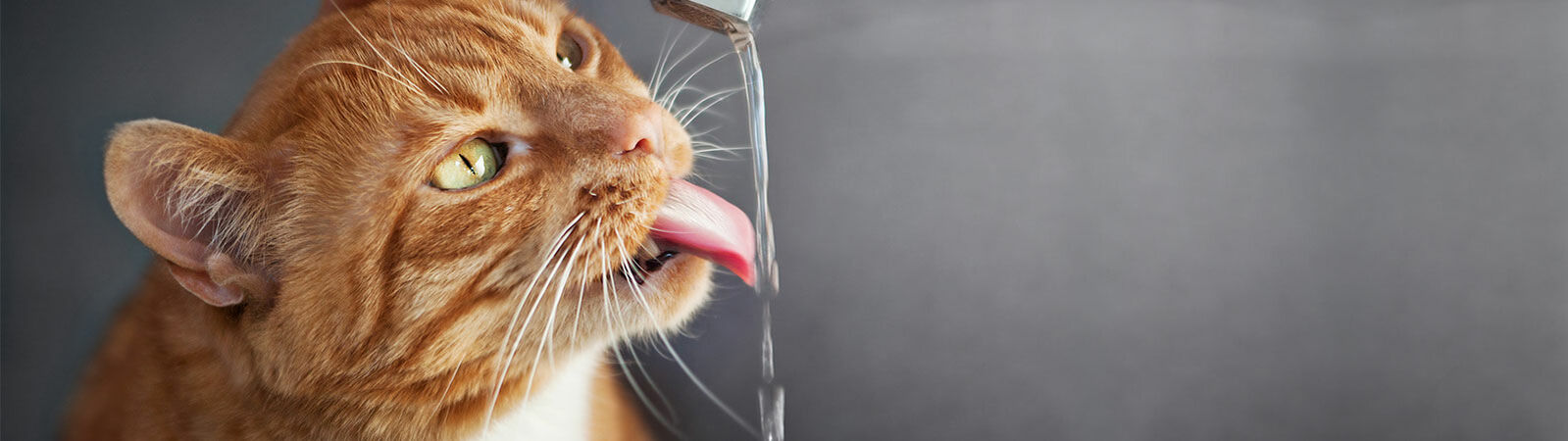 Eine Katze streckt ihren hals nach dem Wasserhahn aus und fängt ein paar Tropfen mit der Zunge auf.