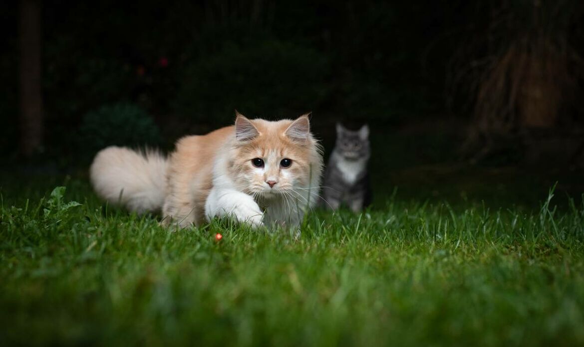 Katze jagt nachts Lichtpunkt auf Rasen.