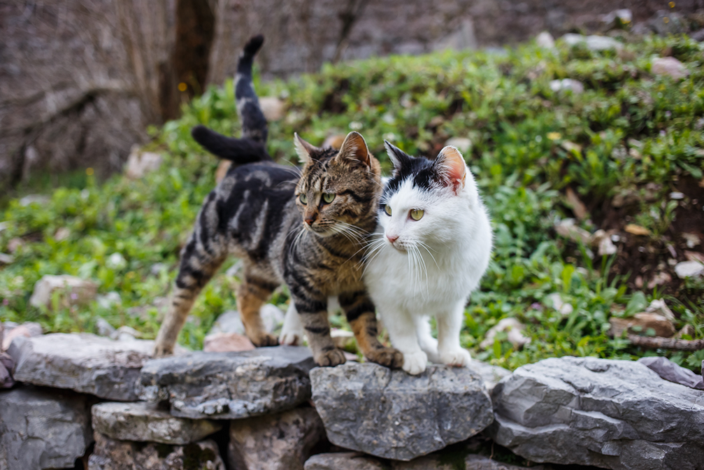 Katzen artgerecht halten