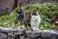 Zwei Katzen stehen dicht nebeneinander auf einer Steinmauer.